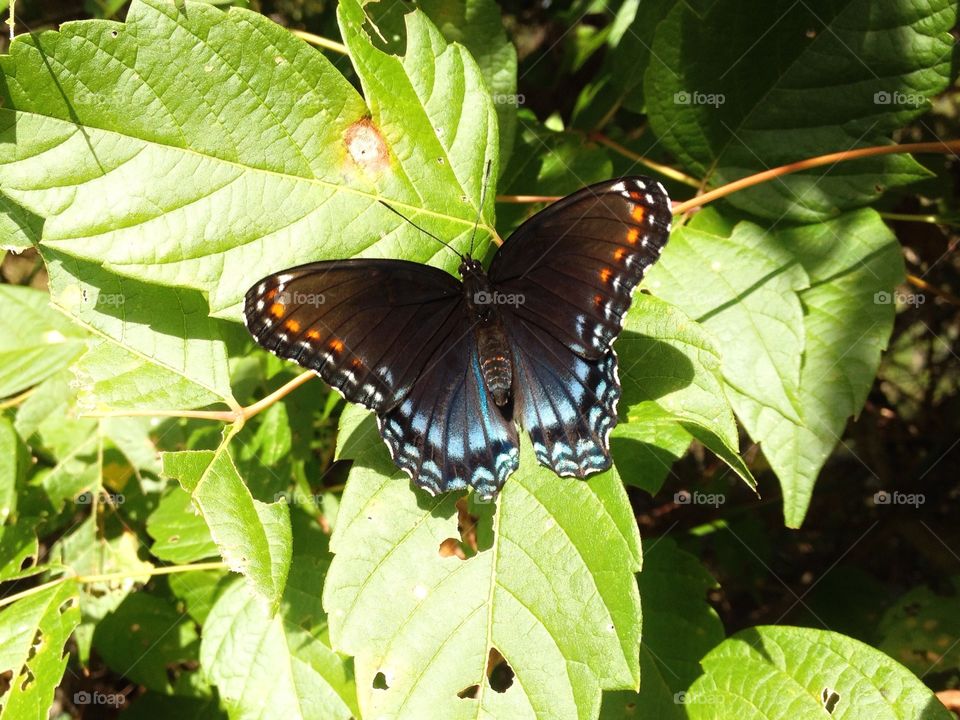 Red Spotted Purple 