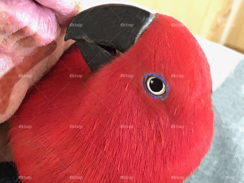 Beautiful red parrot sharing a kiss with her human.