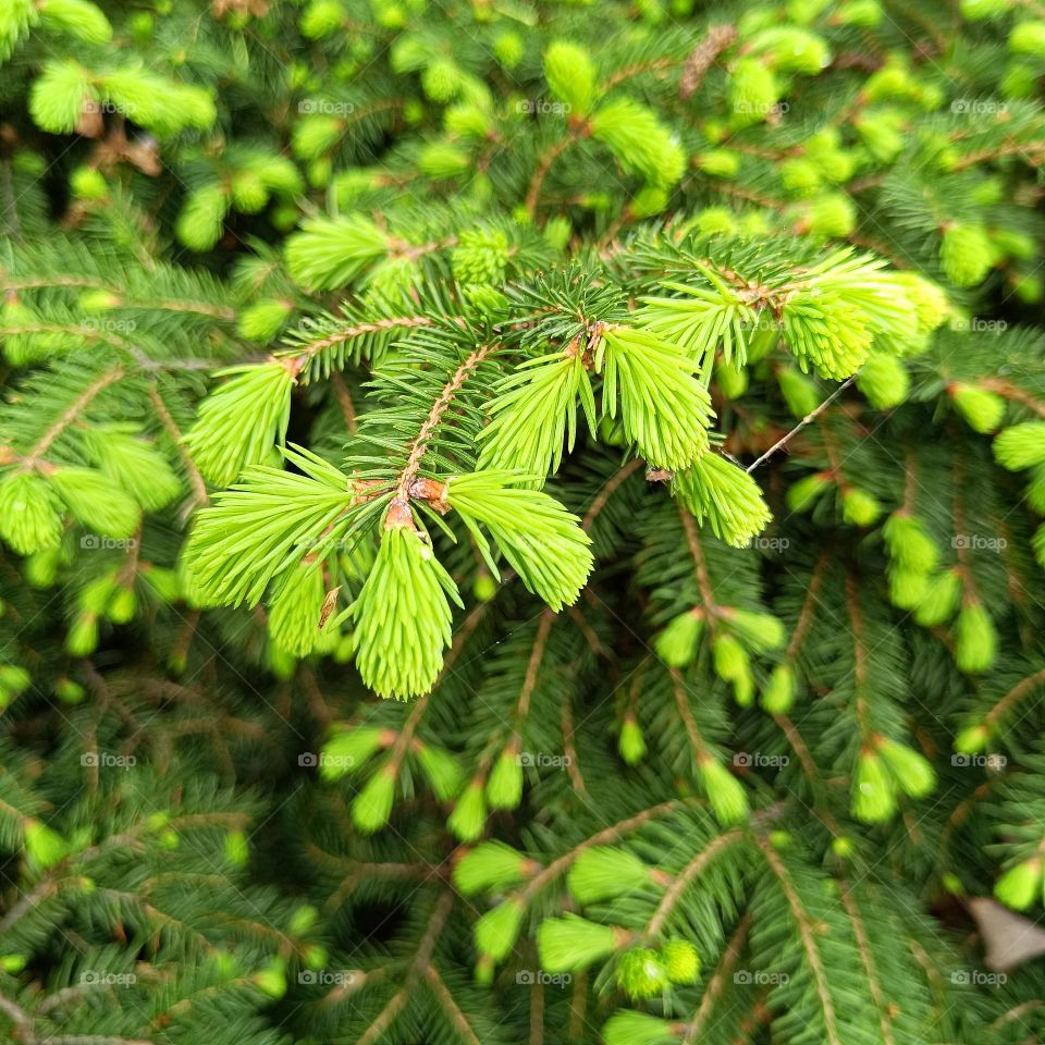 Green spruce branch