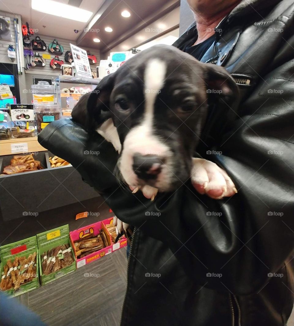 Black and white Staffy puppy