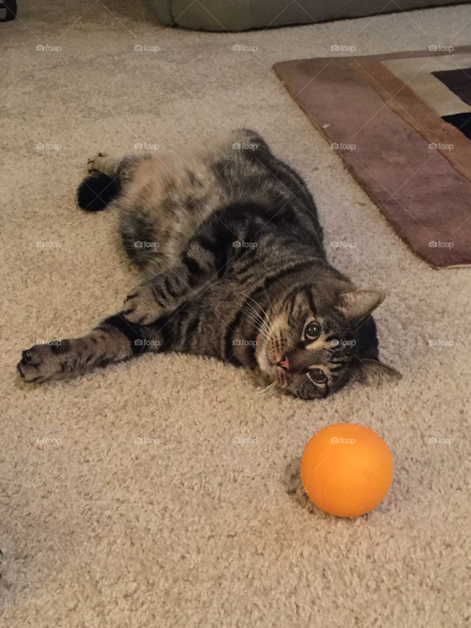 Cat looking at orange ball.