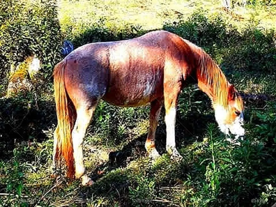 cavalo no campo