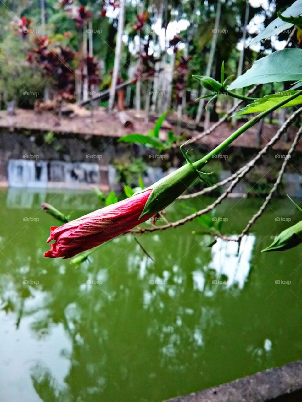 O botão tão esperado de Hibiscos.