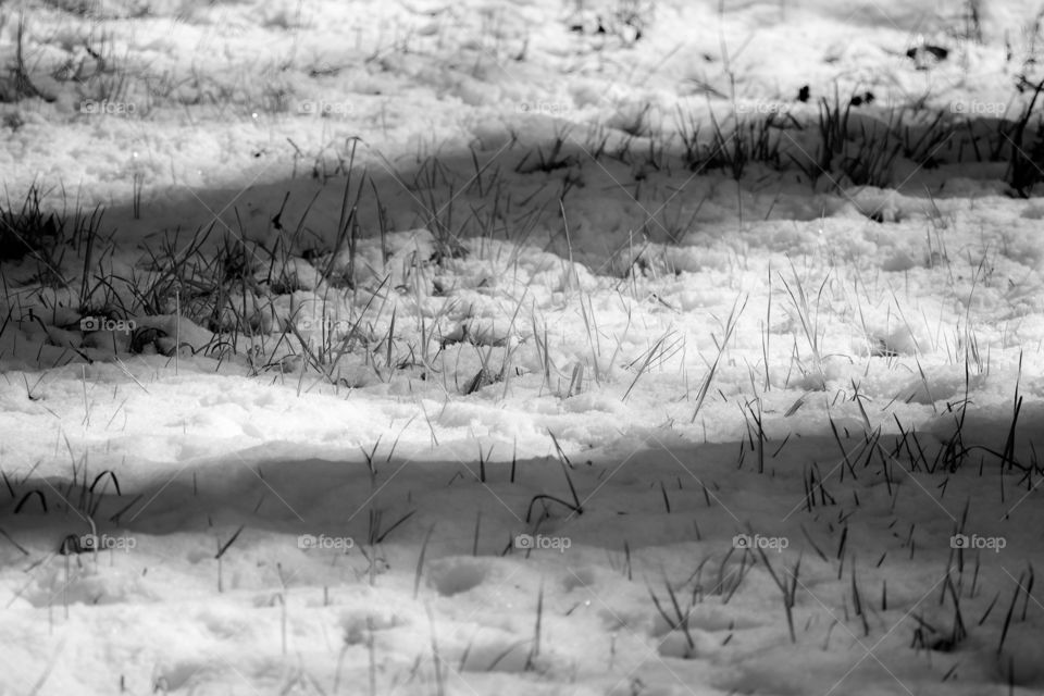 Snow covered grass b&w