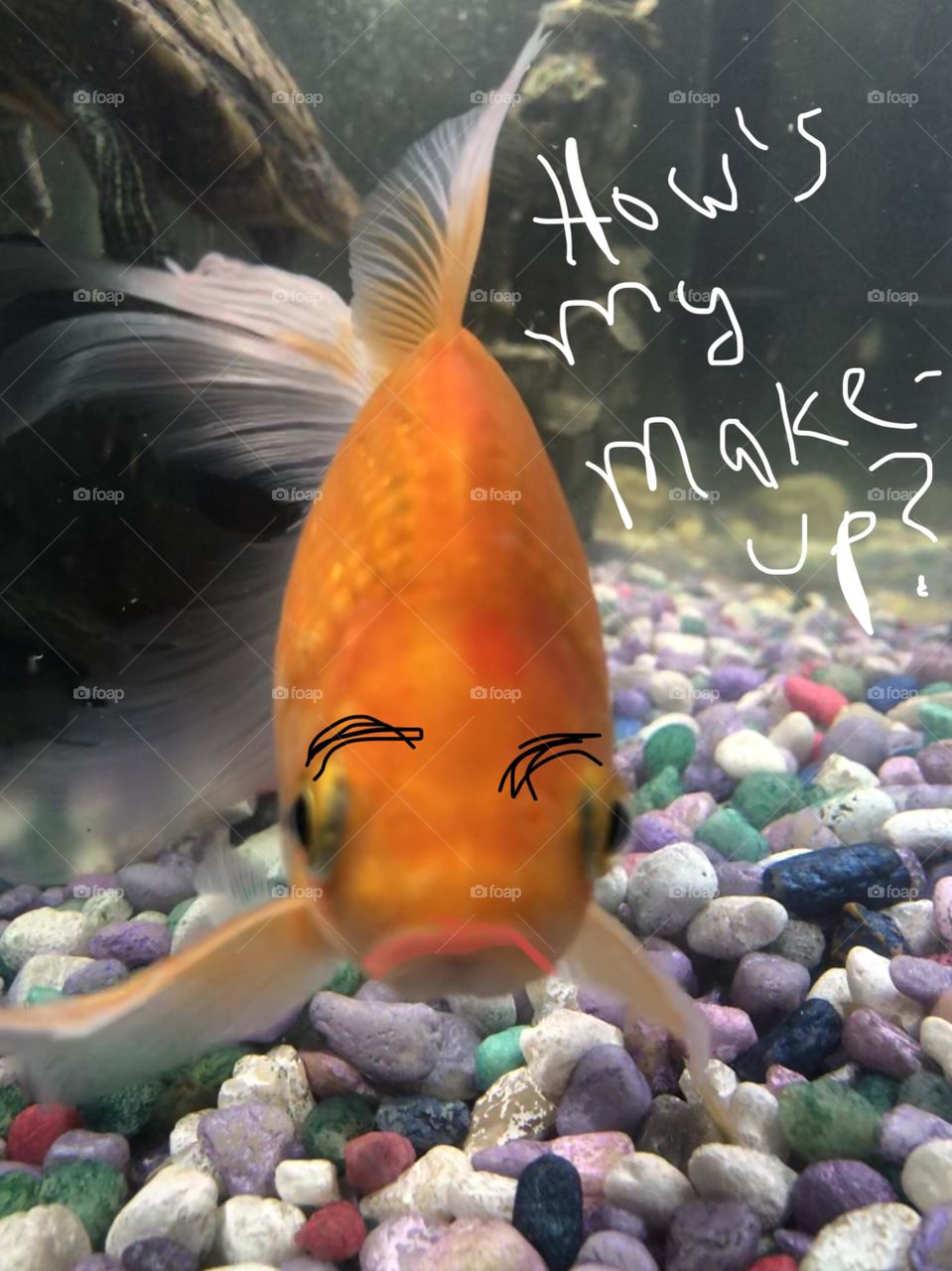 Diva funny fish