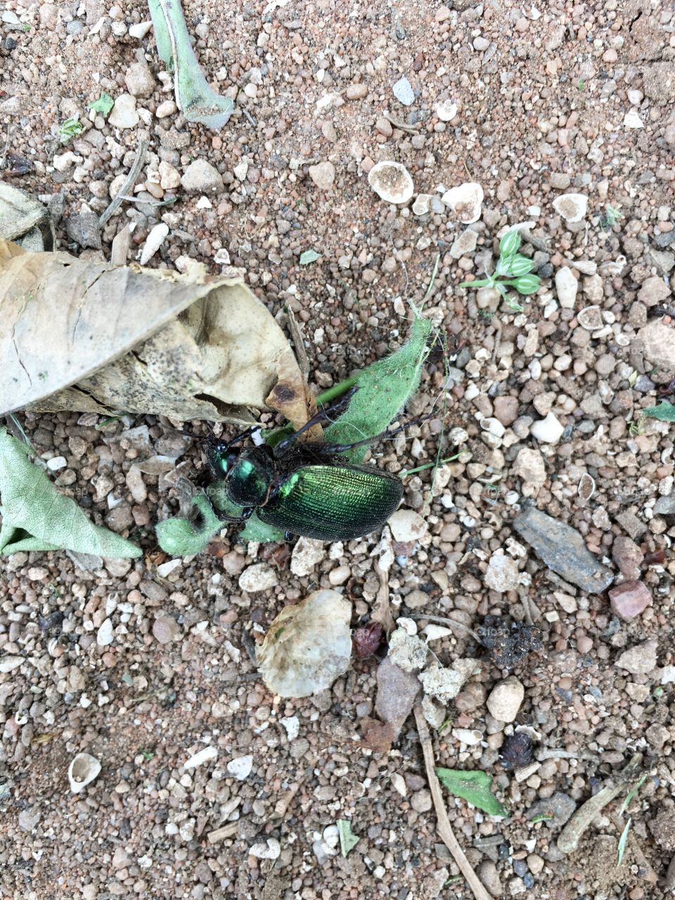 Bright shiny metallic green scarab beetle. In Victorian times scarab jewellery was all the rage; and this is the type of scarabs they incorporated into their Egyptian influenced jewellery 