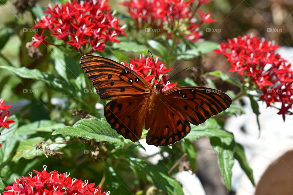 Gulf fritillary butterfly feeding on red flowers.