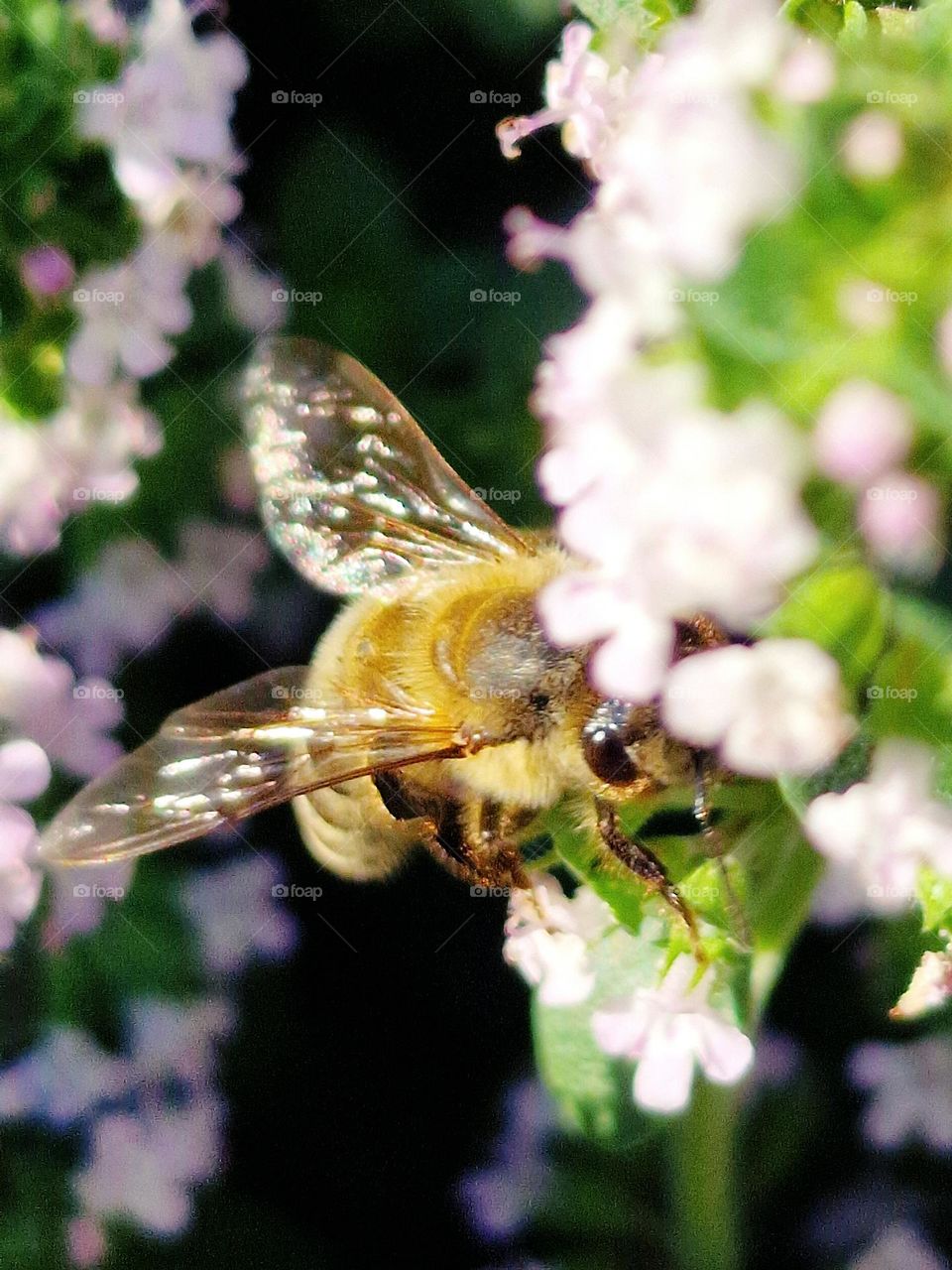 bee