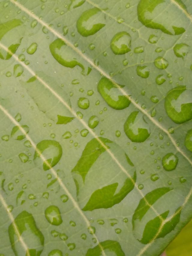 Water Drops On Leaves