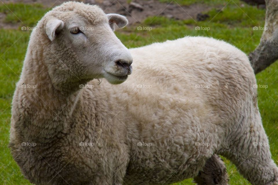 AUCKLAND, NEW ZEALAND THE SHEEP FARM