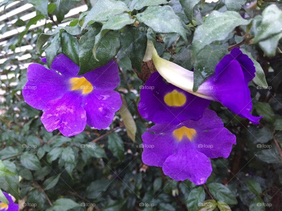 Purple flowers in the garden 