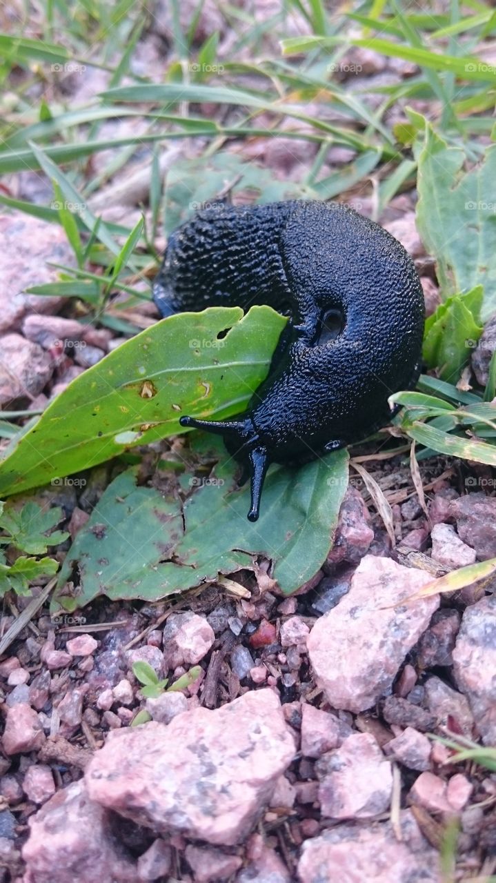 Nature, No Person, Outdoors, Garden, Leaf