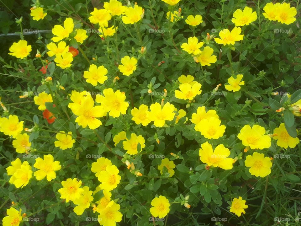 Blooming yellow verdolagar  in the sunny day