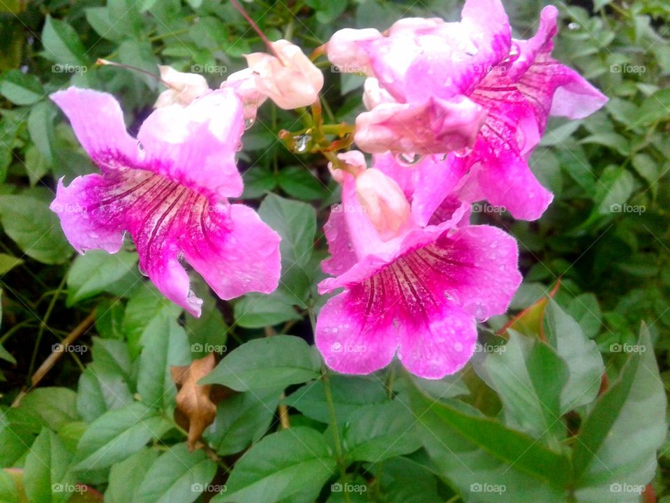 pink similar bells flowers #pink