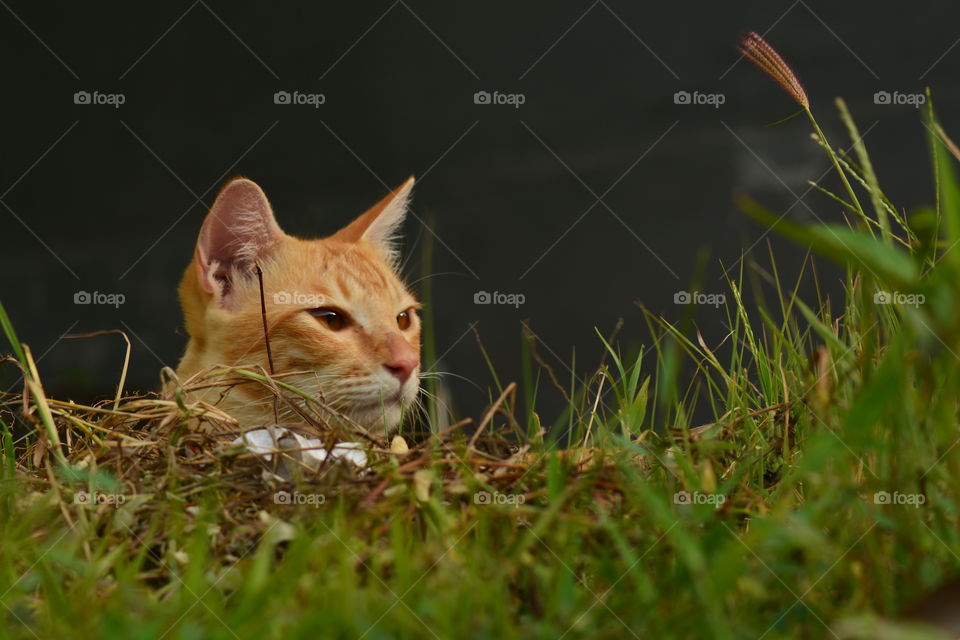 Cats in the garden