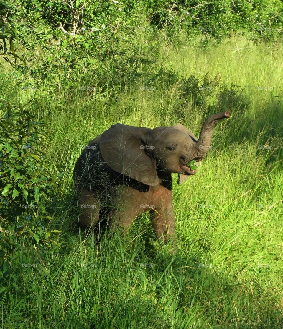 Elephant calf in green grass