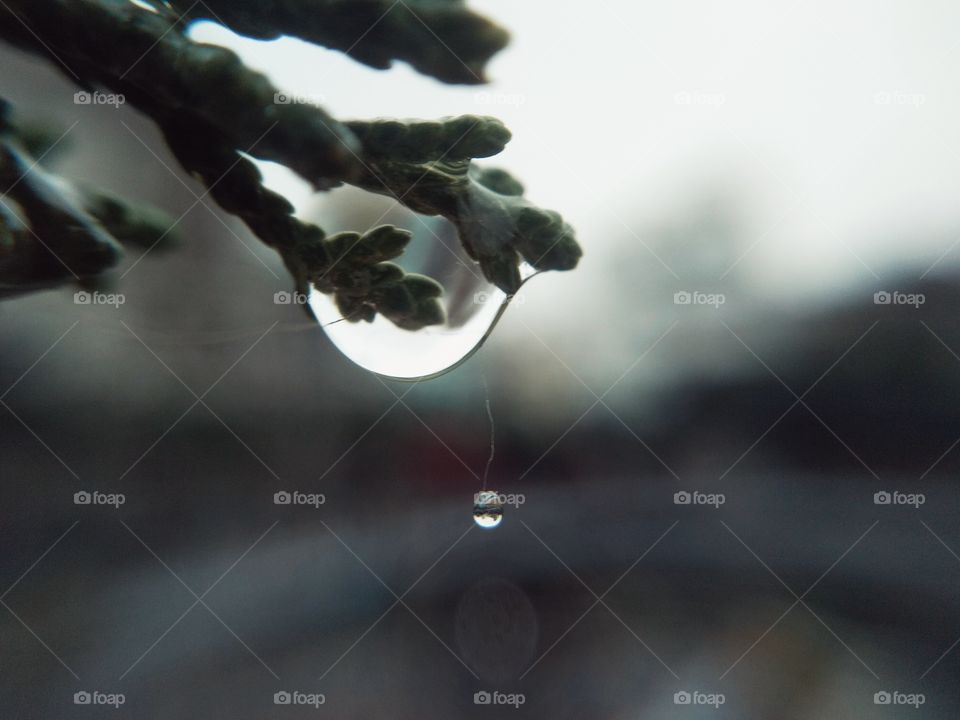 rain drops on green leaf