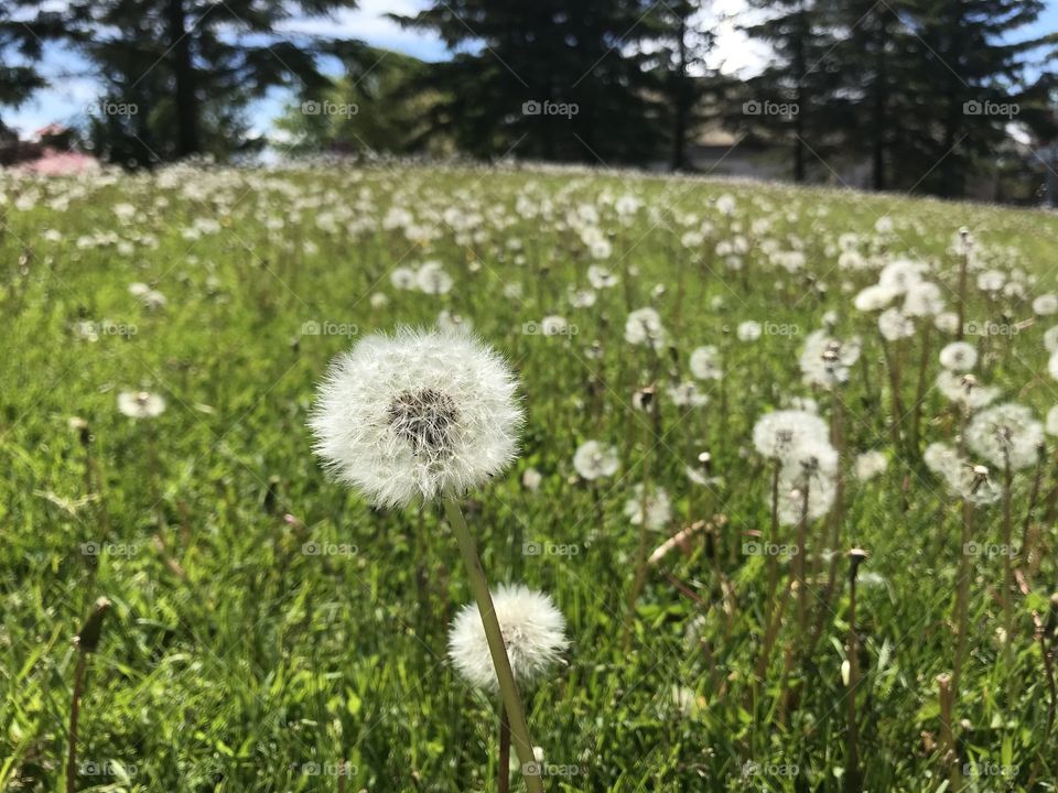 Dandelion field