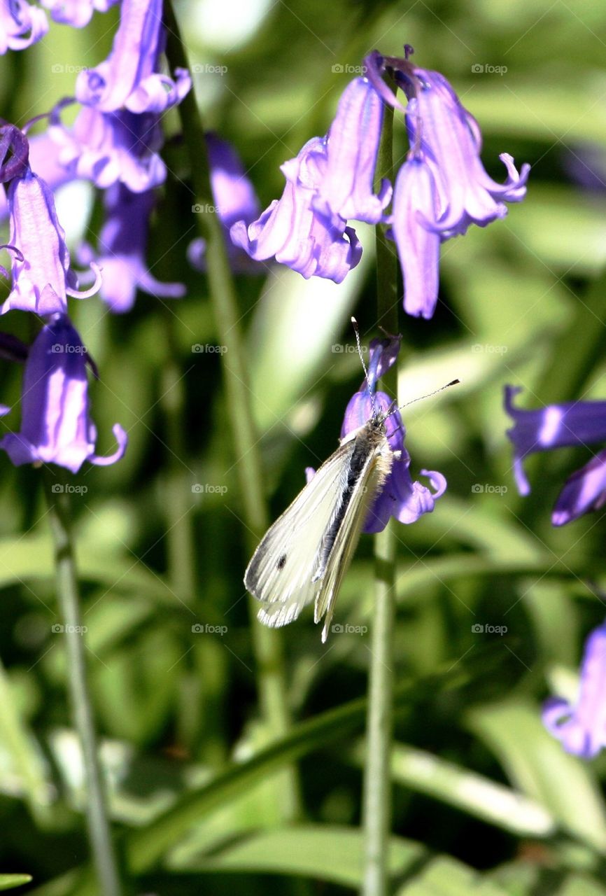 Butterfly on bluebells 