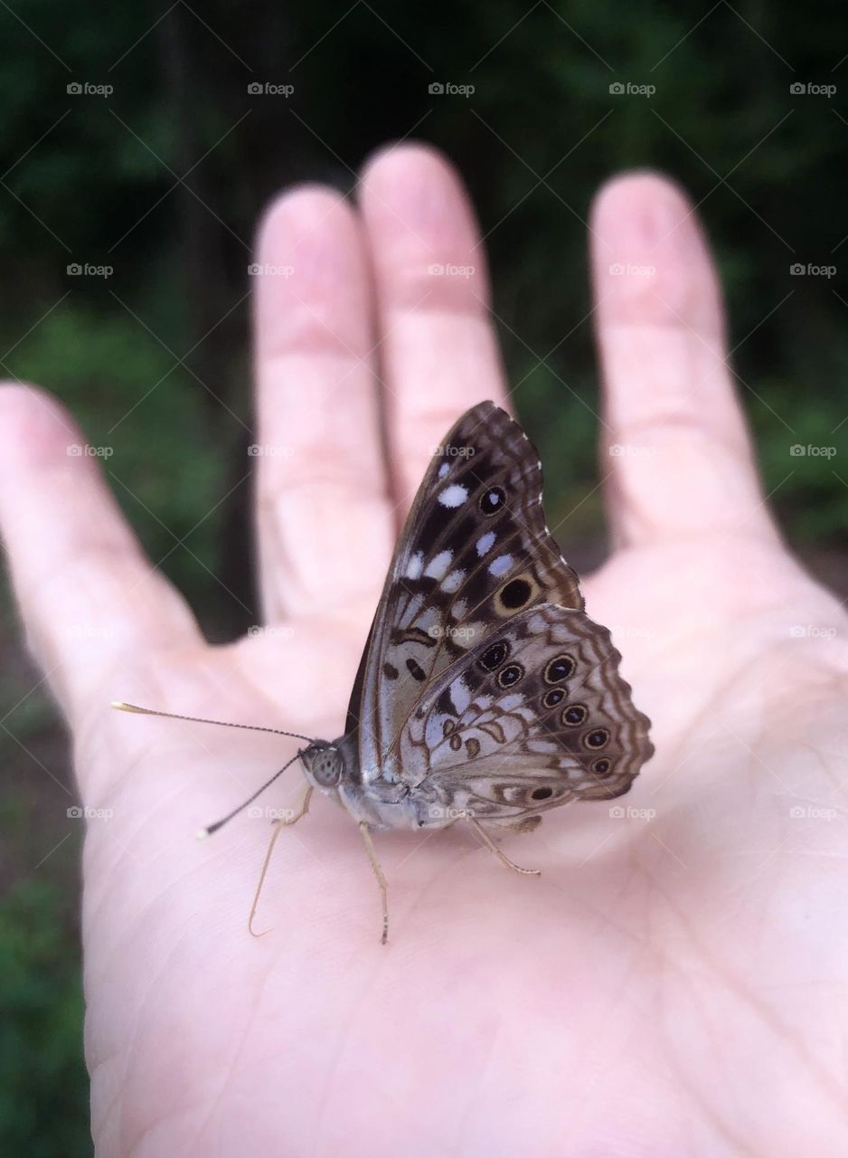 Closeup of hackberry emperor moth perching in a human hand, displaying the various shades and patterns of it’s underwing