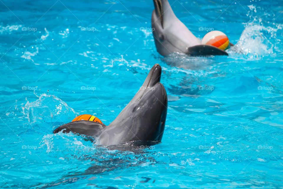 Dolphinarium