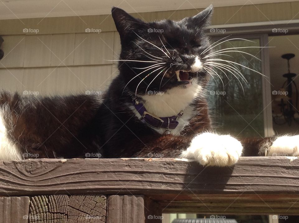 My black and white fluffy tuxedo cat.