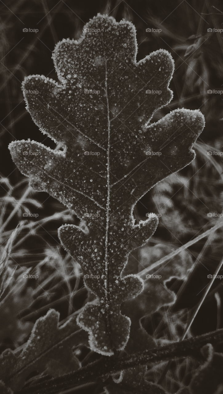 Frosty oak leaf. Oak leaf in b/w