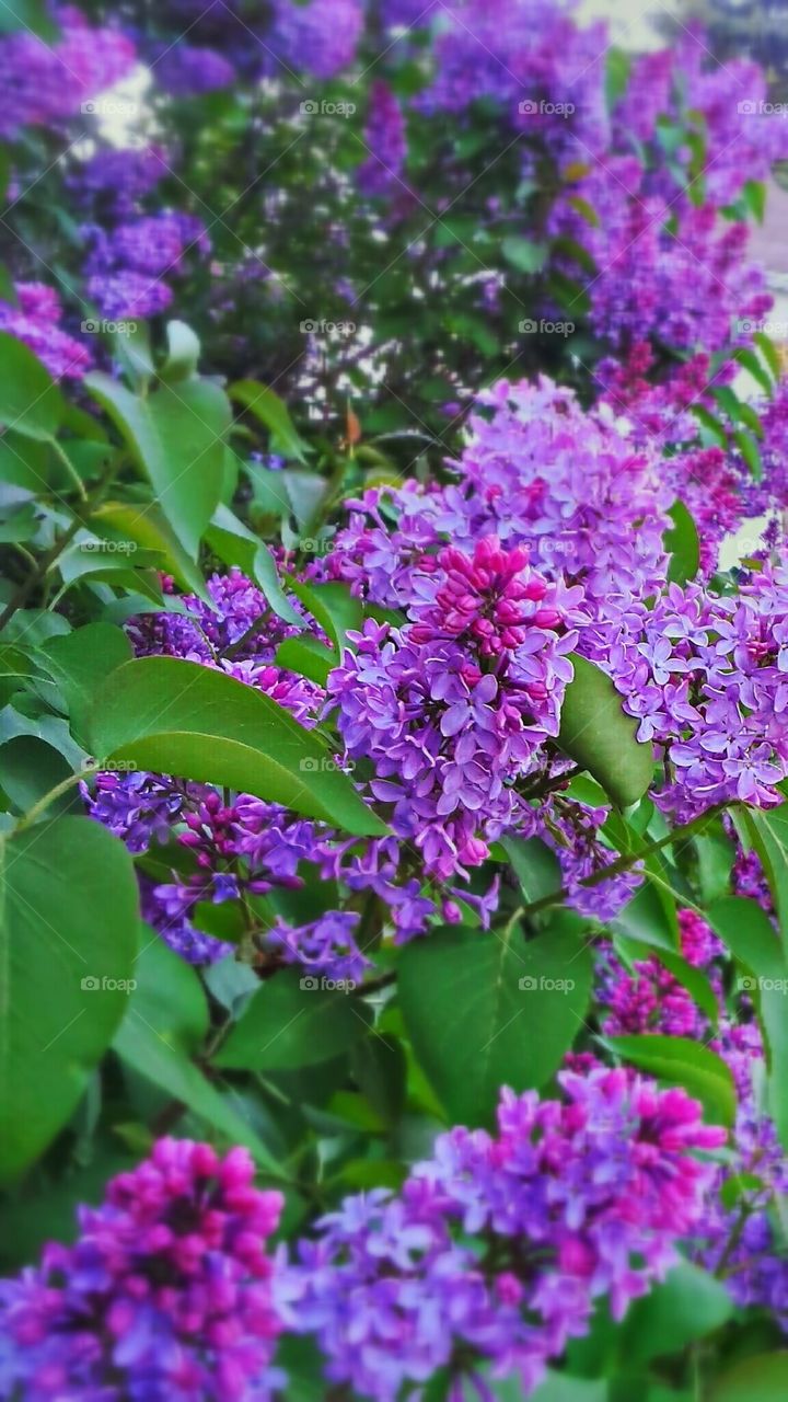 Michigan Lilacs