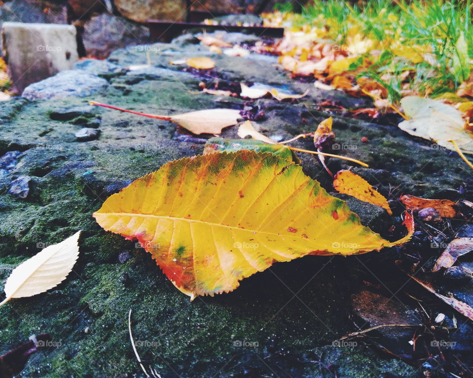 autumn leaves on a stone wall