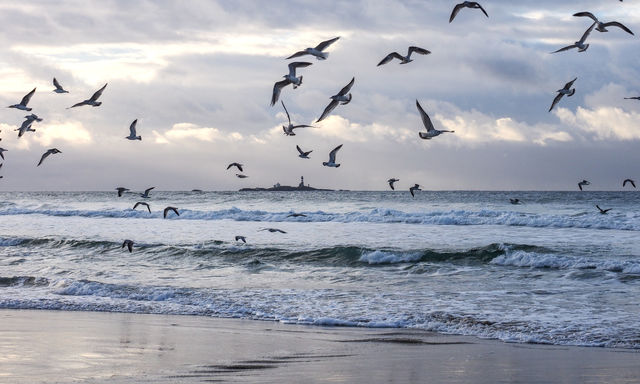 Birds flying over the sea