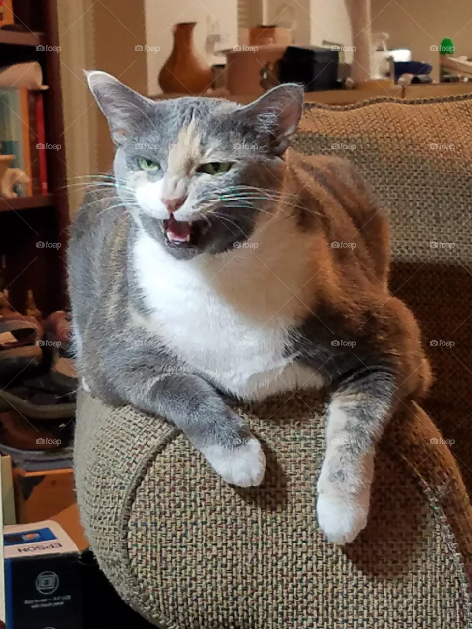 Meow