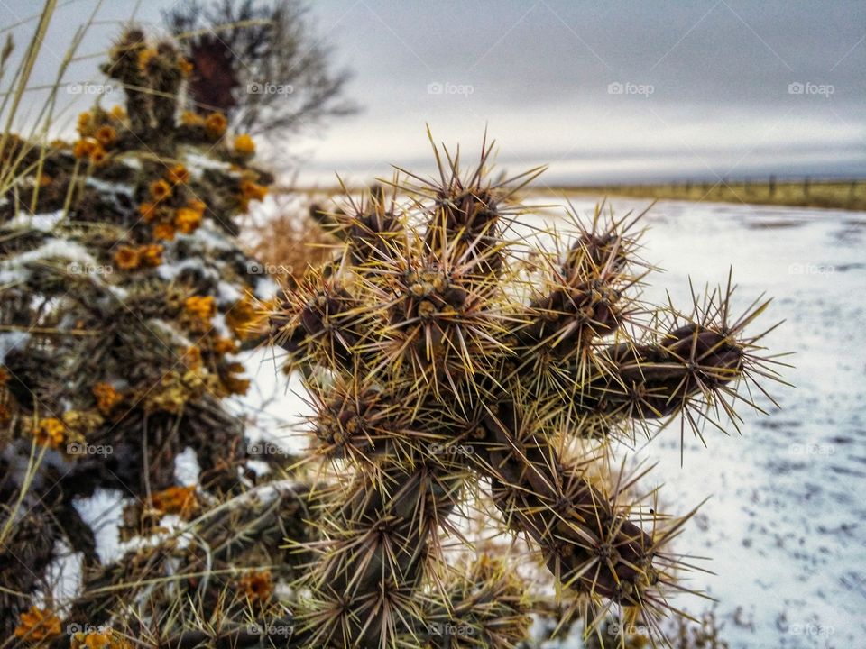 A cactus in the snow on a winters day