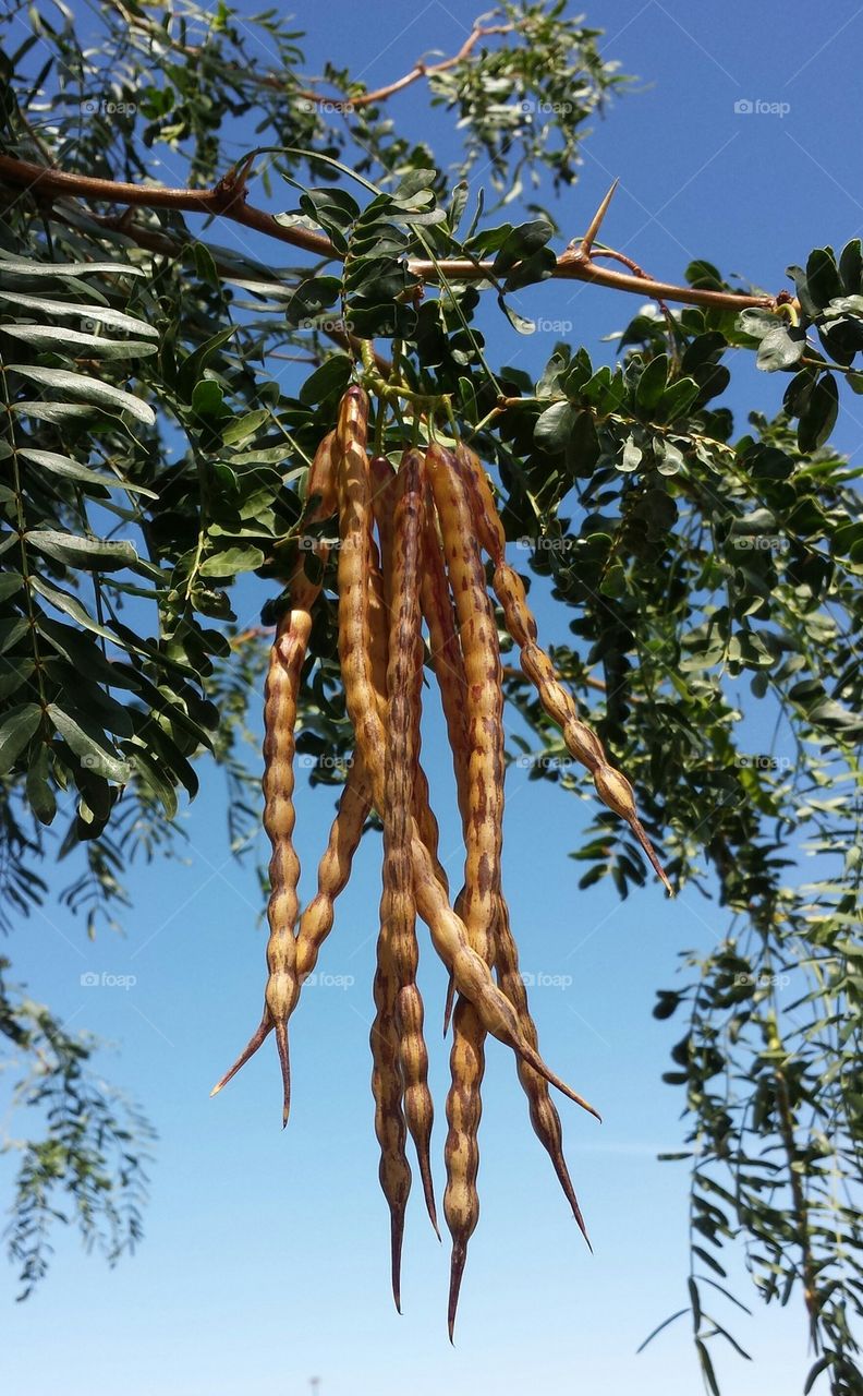 seed pods