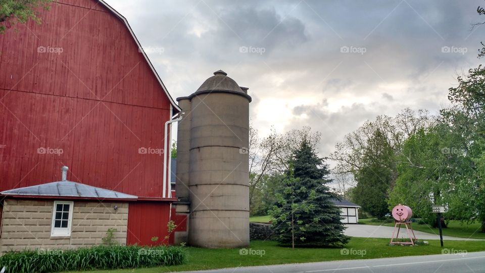 barn piggy