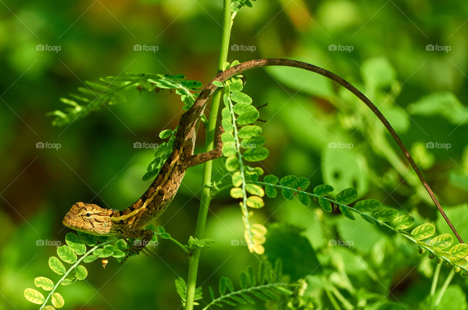 Oriental garden lizard  - backyard