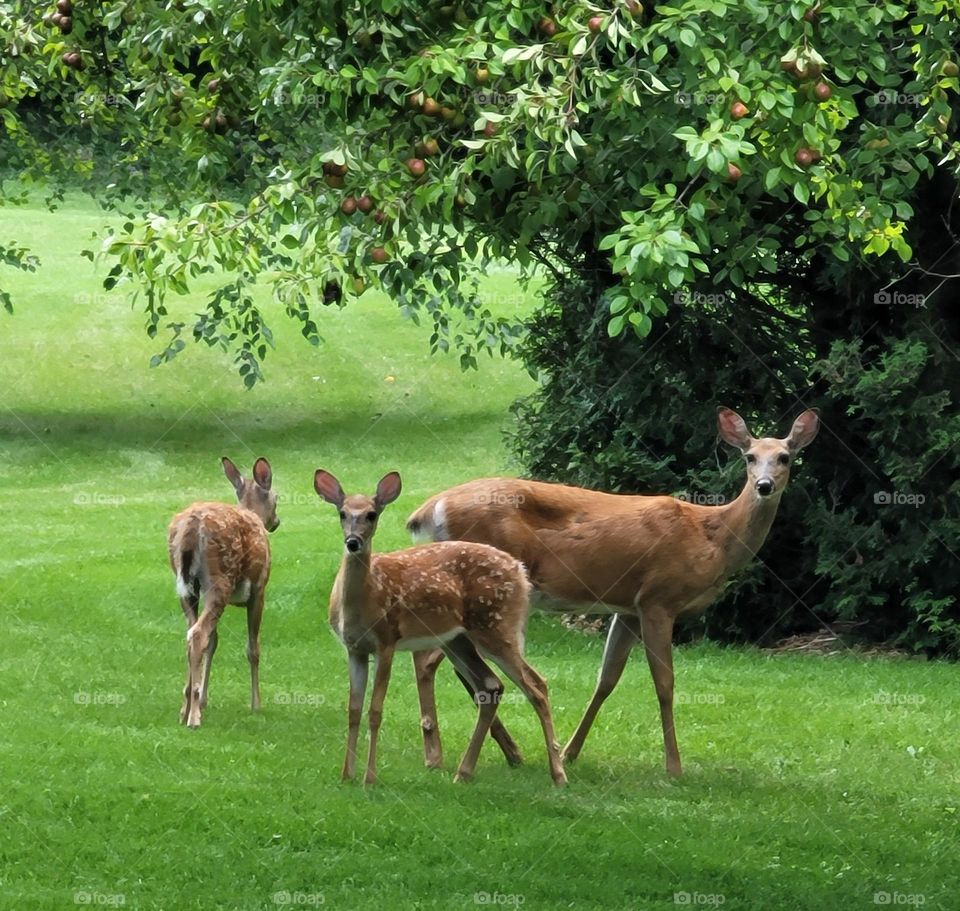 Mother Deer and Fawns