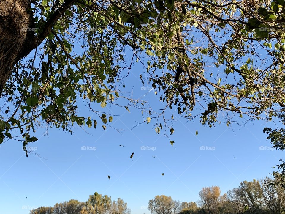 Isolated view of leaves falling against a deep, blue, autumn sky in a rural setting with a line of trees on the horizon