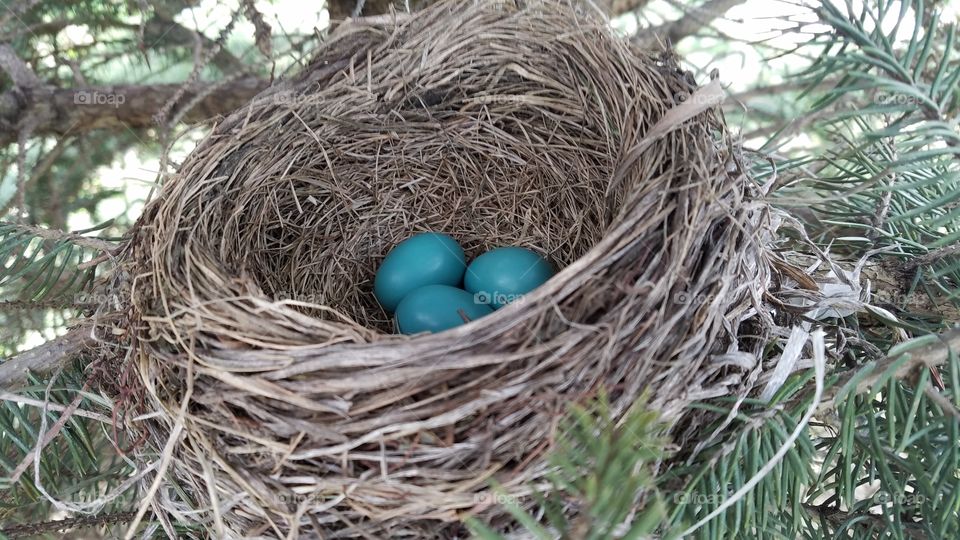 Robins Eggs in a Nest at my Husband's Work