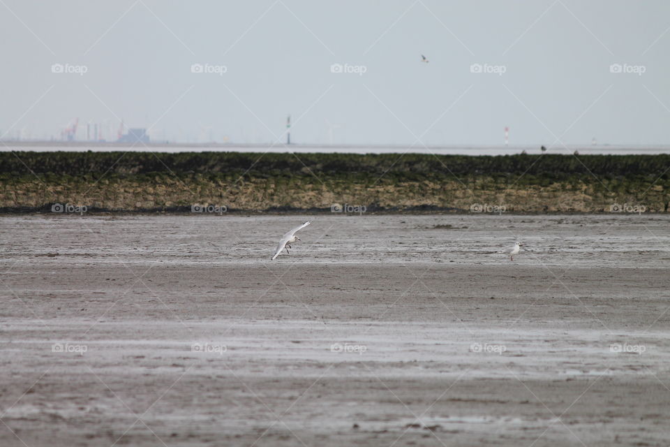 Gull on Noth Sea Ebb