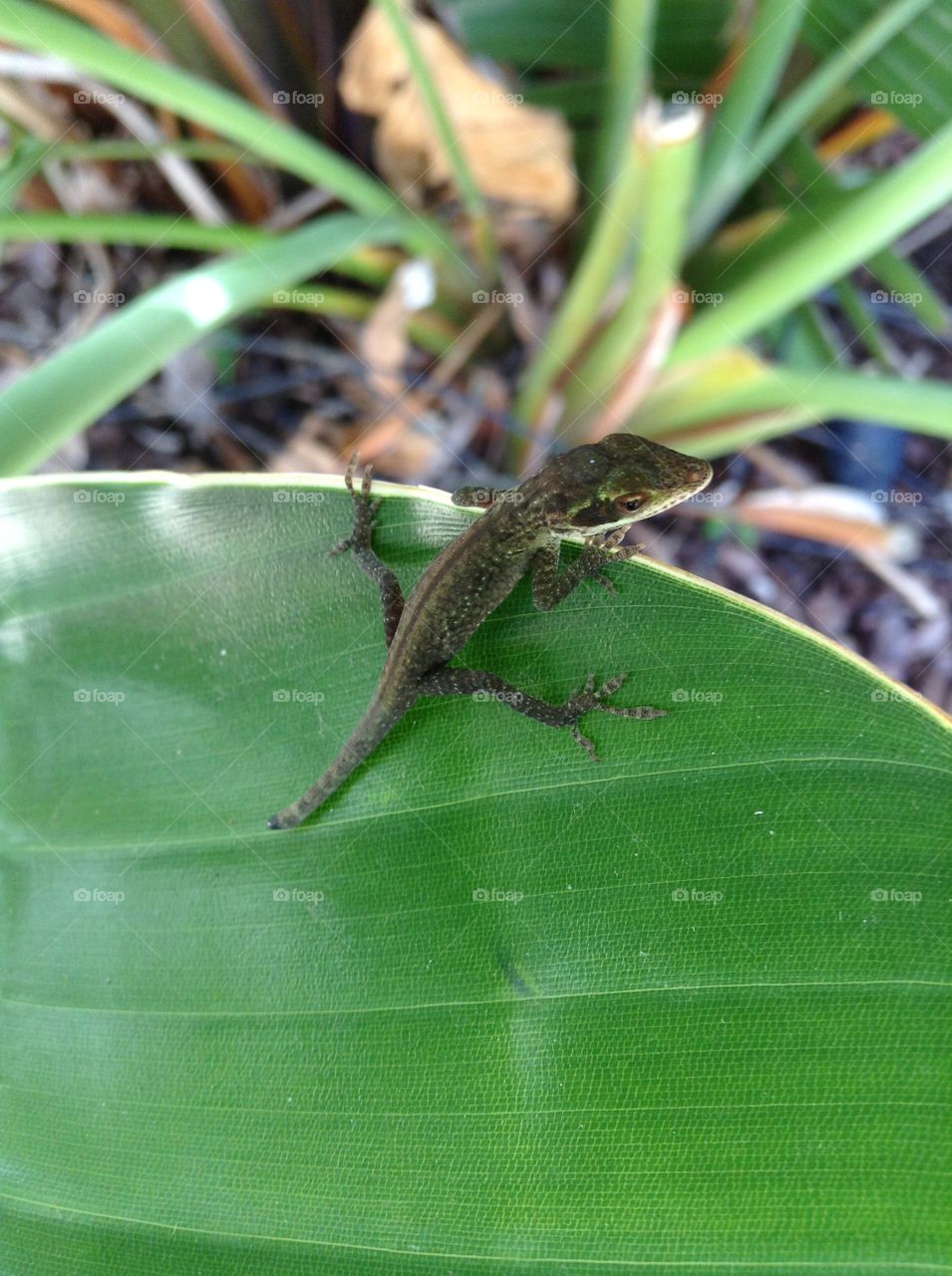 lizard in new orleans