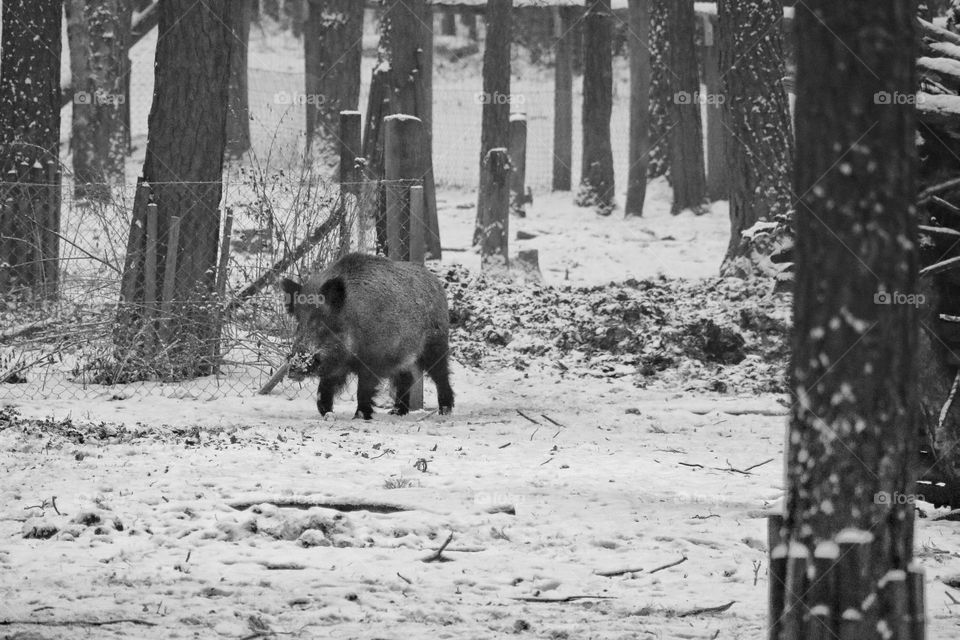 Black and white photo of a wild boar walking through a snow-covered forest