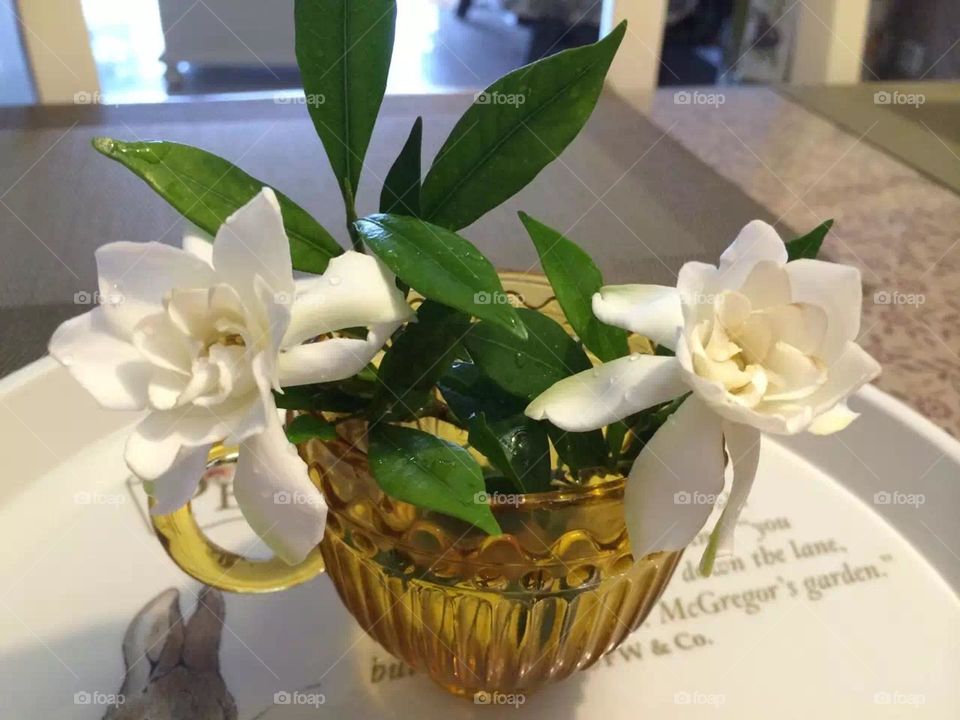 Gardenia flower language is - "joy," as vibrant summer full of unknown hope and joy. It is also explained that the flower language of gardenia is "eternal love and agreement." Beautiful sustenance.