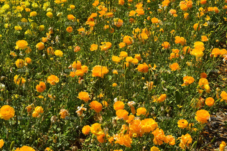 flower field