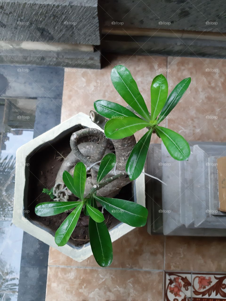This is a young adenium obesum in a concrete pot. This plant is categorized as a decorative plants and mostly found in tropical countrues like In Indonesia. In Bali, its flower is used as a means of praying.