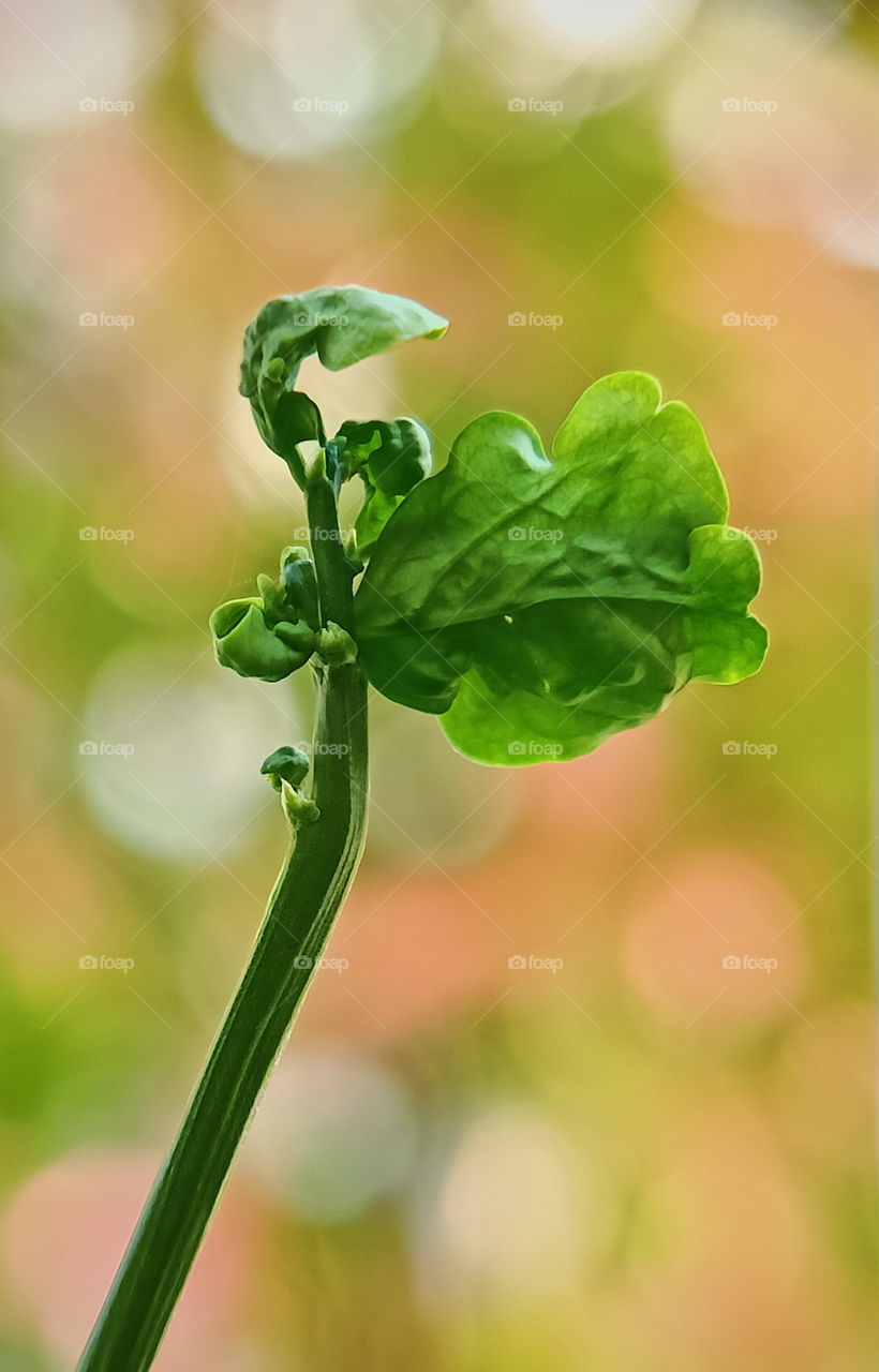 Katuk leaves are known to increase the production of breast milk