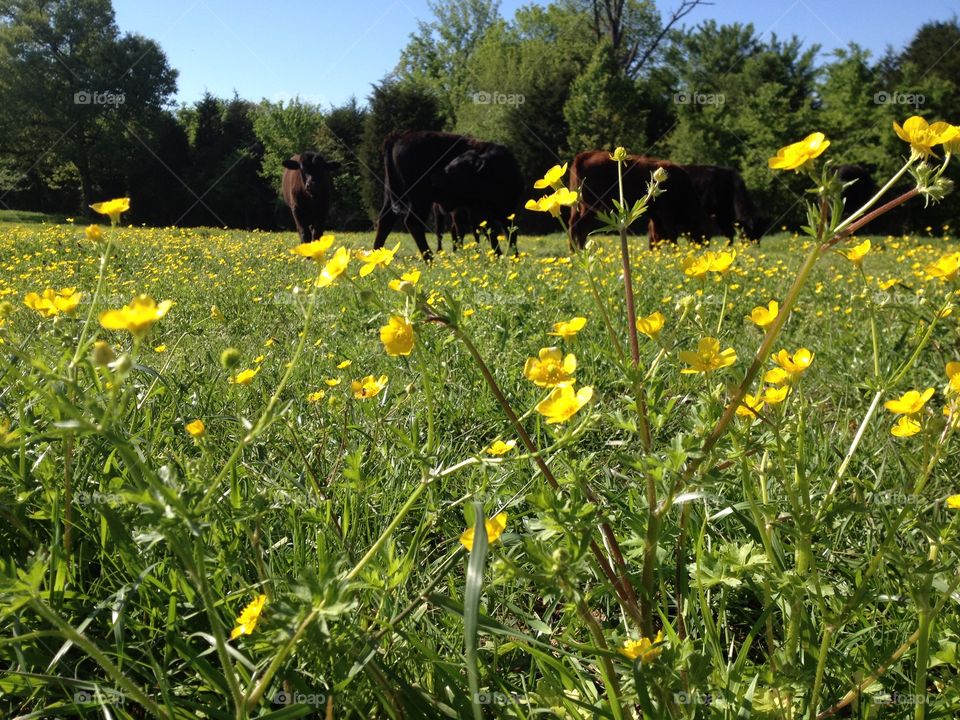 yellow buttercups in the cow meadow