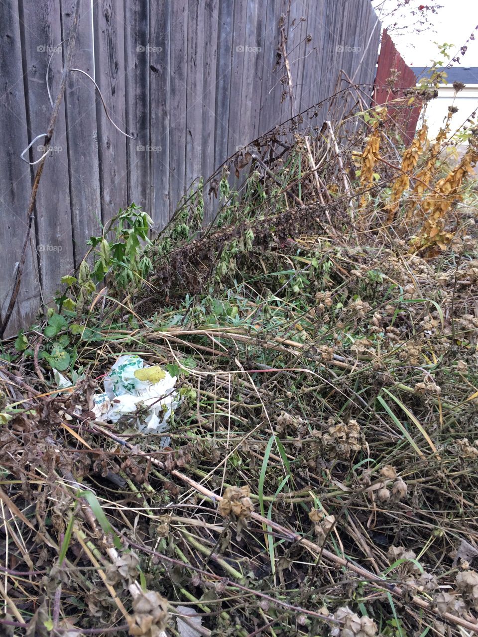 Where are the flowers?