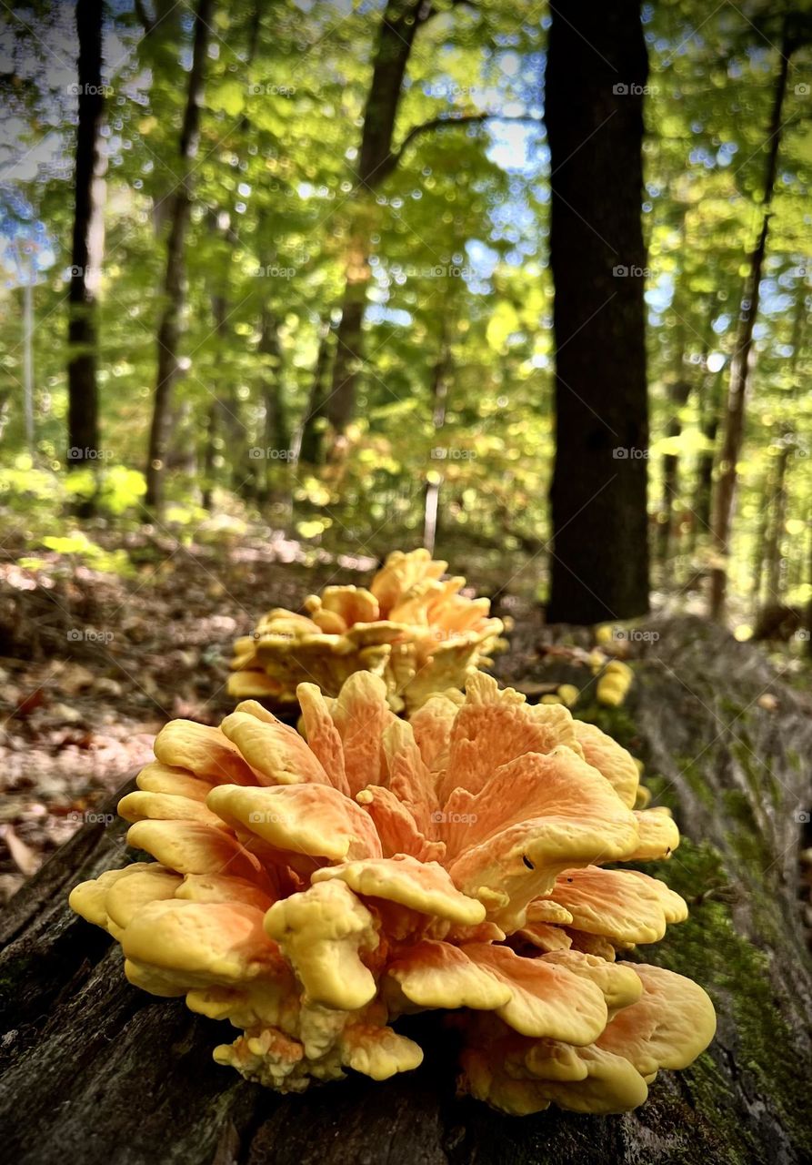 Summer vs fall. Definitely fall. Closeup of a yellow fungus on a fallen tree that is edible!