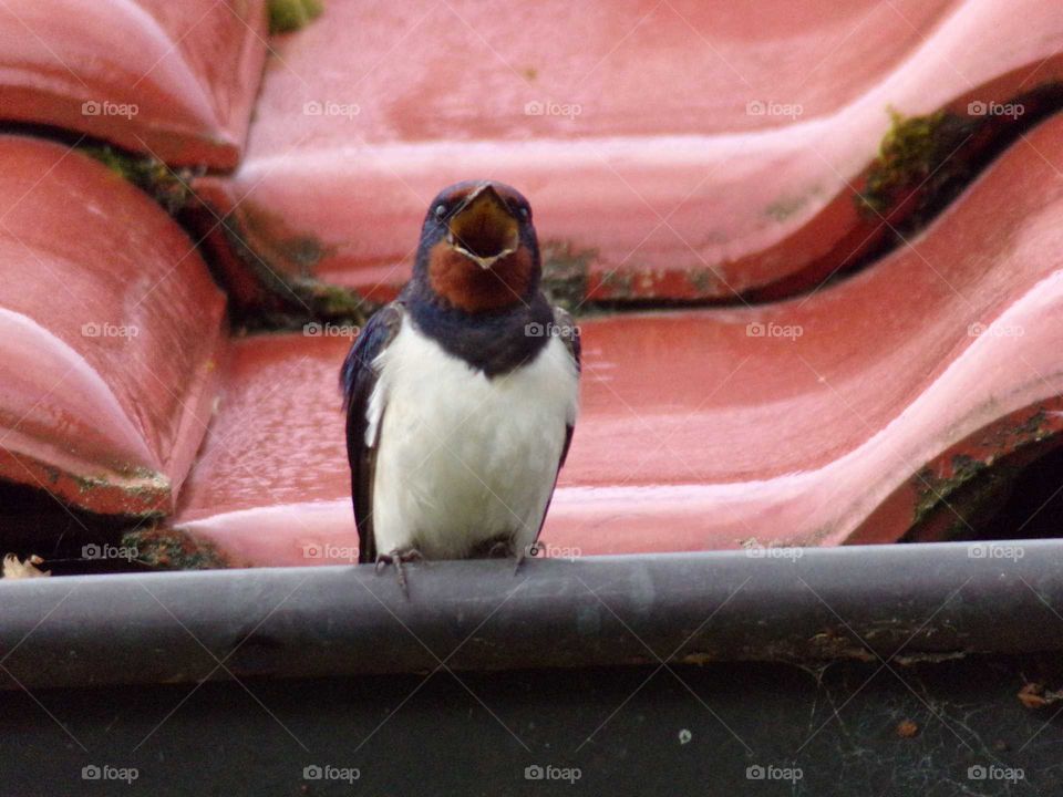 Schwalbe auf dem Dach