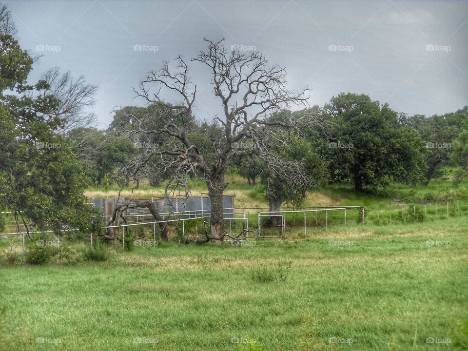 Erie County. This is a picture I took of a old tree. 👣 🚶 🏃 🔥 💨
